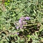 Nepeta racemosaFlower