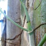 Philodendron giganteum Leaf