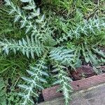 Galactites duriaei Likasa