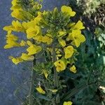 Brassica napus Λουλούδι