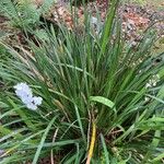 Dietes iridioides Folha