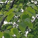 Hovenia dulcis Frunză