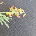 Crotalaria brevidens Kvet