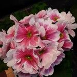 Primula obconica പുഷ്പം