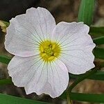 Baldellia ranunculoides Çiçek