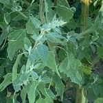 Chenopodium opulifolium Leaf