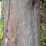 Cryptomeria japonica Bark