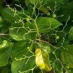 Premna serratifolia Fruit