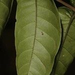 Vismia sessilifolia Листок
