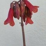 Kalanchoe delagoensis Λουλούδι