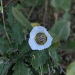 Calochortus gunnisonii Λουλούδι