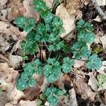 Ranunculus tuberosus Folha