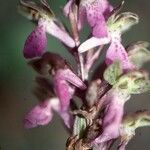 Orchis spitzelii Flower