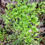 Adiantum jordanii Celota