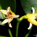Rhizophora samoensis Çiçek