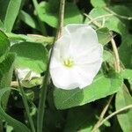 Evolvulus sericeus Flower