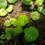 Geophila repens Leaf