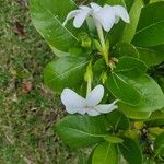 Gardenia taitensis Кветка