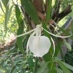 Brassavola acaulis 花