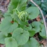 Doronicum columnae Flor