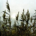 Phragmites australis Хабит