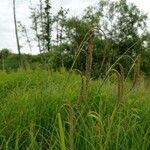 Carex pendula Fleur