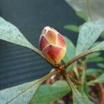 Rhododendron apoanum Ostatní