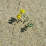 Linaria thymifolia Hoja