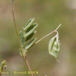 Vicia lentoides Gyümölcs