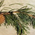 Pinus pungens Costuma