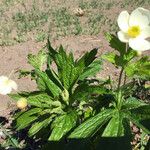 Anemone canadensis Leaf