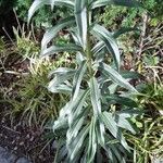 Digitalis ferruginea Fuelha