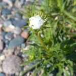 Grindelia chiloensis Flower