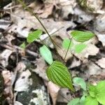 Dioscorea villosa Liść