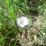 Convolvulus arvensis Flor