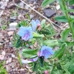 Echium vulgareKukka