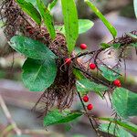 Ilex cassine Ліст