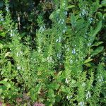 Teucrium cubense Plante entière