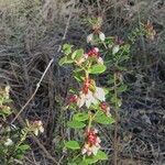 Vaccinium myrsinites Flower