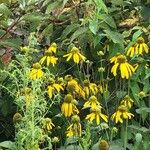 Rudbeckia nitida Blüte