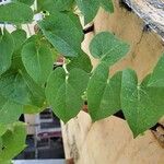 Tinospora cordifolia 葉