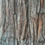 Calocedrus decurrens Bark