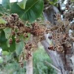 Curatella americana Flors