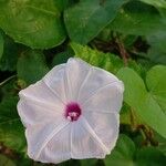Ipomoea obscura Λουλούδι
