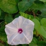 Ipomoea obscura Flower