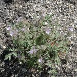 Phacelia cryptantha Хабит