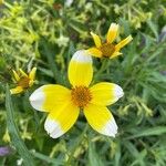 Bidens aureaBlüte