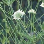 Scabiosa ochroleuca 花