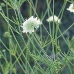 Scabiosa ochroleuca Flor