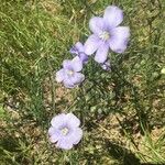 Linum austriacum Blüte